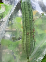 Bactrocera cucurbitae