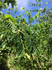Breynia oblongifolia