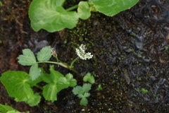 Heracleum apiifolium