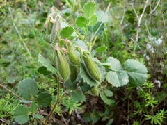 Ononis rotundifolia