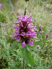 Betonica hirsuta