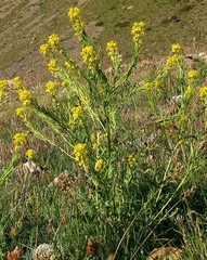 Sisymbrium austriacum