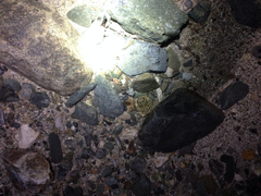 Anaxyrus californicus