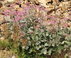 Adenostyles leucophylla