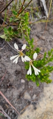 Pelargonium trifoliolatum