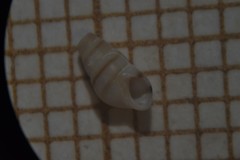 Cingula trifasciata