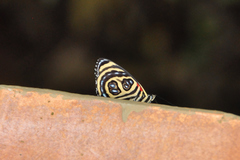 Catagramma pygas thamyras