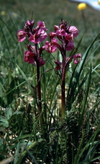 Pedicularis rostratospicata