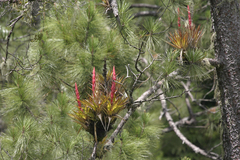 Tillandsia hotteana