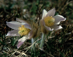Pulsatilla vernalis