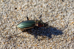Carabus lineatus