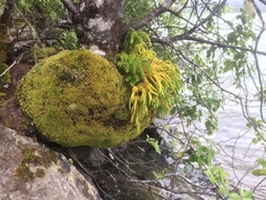 Phlegmariurus varius