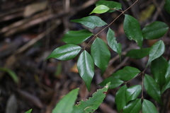 Syzygium francisii