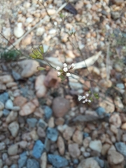 Boerhavia diffusa