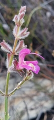 Salvia albicaulis
