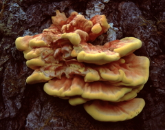 Laetiporus montanus