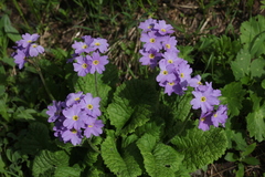 Primula amoena