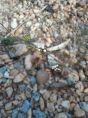 Boerhavia diffusa