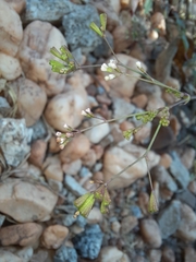 Boerhavia diffusa