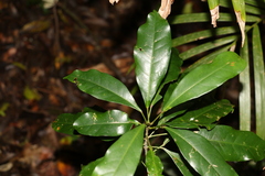 Carronia multisepalea