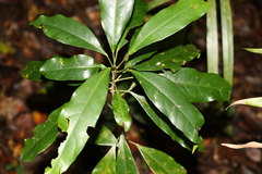 Carronia multisepalea