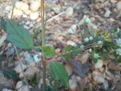 Boerhavia diffusa