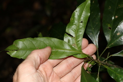 Carronia multisepalea