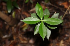 Alyxia magnifolia