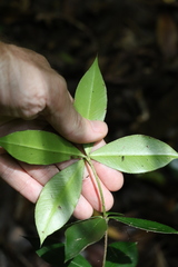 Alyxia magnifolia