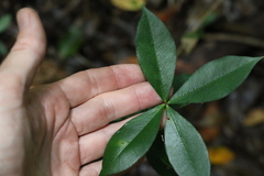 Alyxia magnifolia