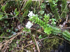 Veronica canterburiensis