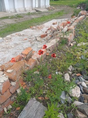 Papaver dubium dubium