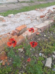 Papaver dubium dubium