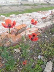 Papaver dubium dubium