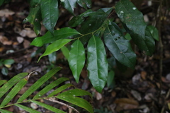 Cryptocarya macdonaldii