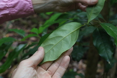 Cryptocarya macdonaldii