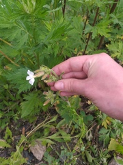 Silene latifolia alba