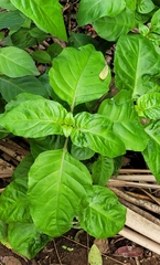 Asystasia gangetica