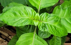 Asystasia gangetica