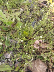 Arenaria serpyllifolia