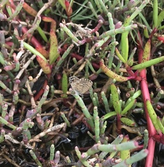 Theclinesthes sulpitius