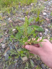 Lepidium densiflorum