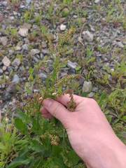 Rumex thyrsiflorus
