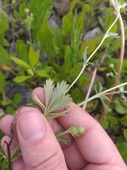 Potentilla