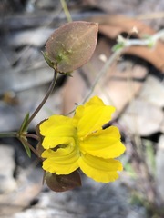 Goodenia caroliniana