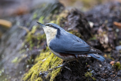 Sitta nagaensis