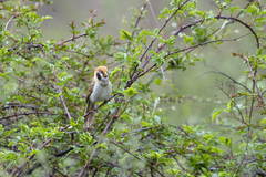 Paradoxornis guttaticollis