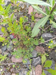 Medicago lupulina
