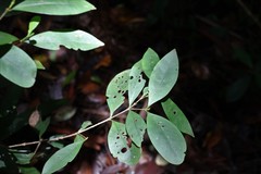 Cyclophyllum longipetalum