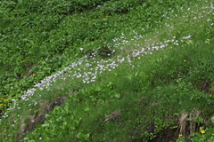 Primula auriculata